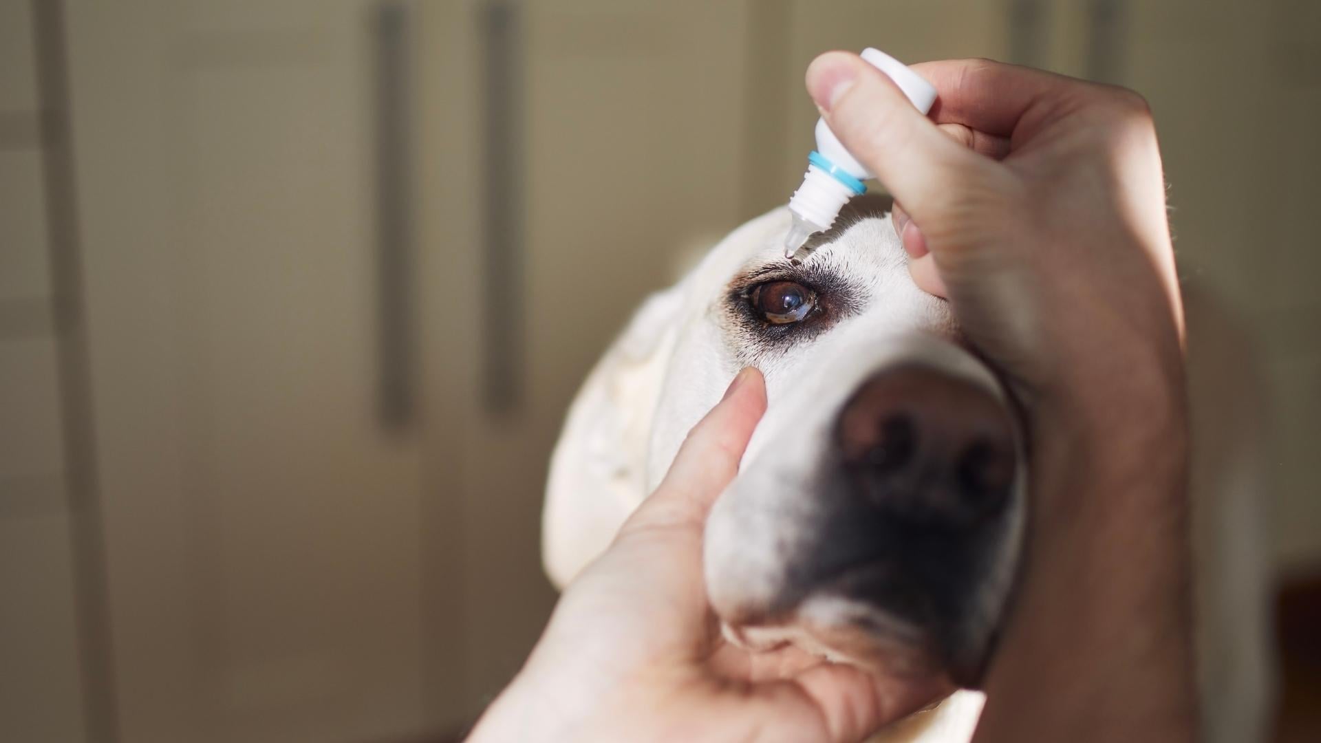 gotas para perros con conjuntivitis